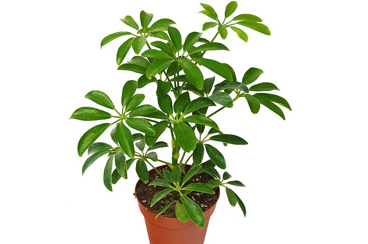 1 Umbrella Plant