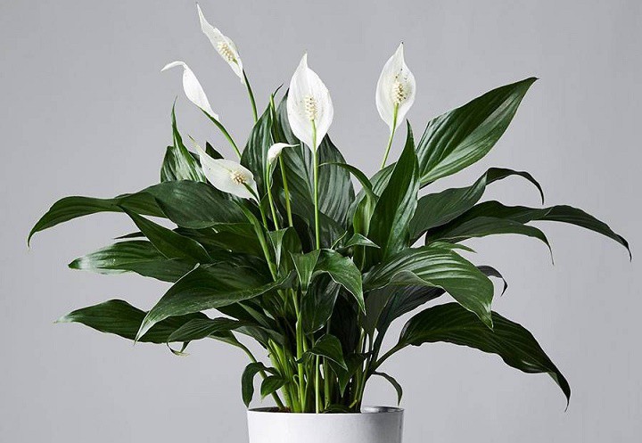 7 Peace Lily