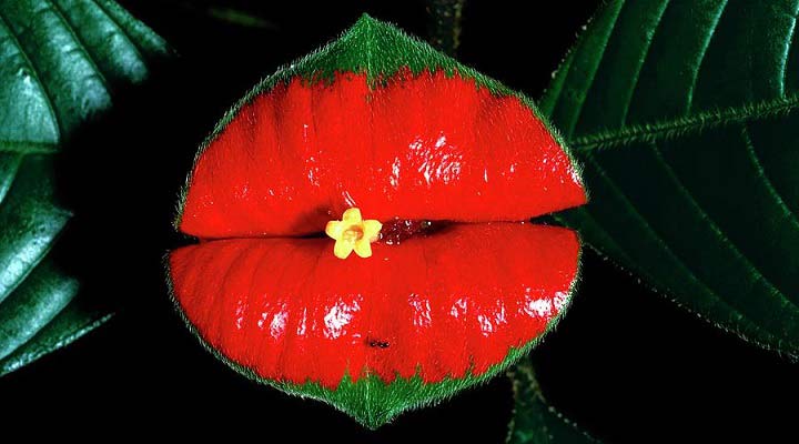 Hookers Lips plant