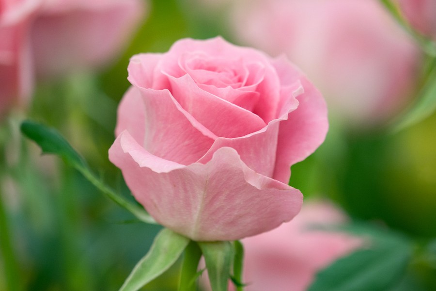 Light pink rose 1 1