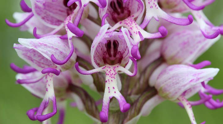 Naked man orchid