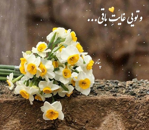 Narcissus flower quotes 6 1