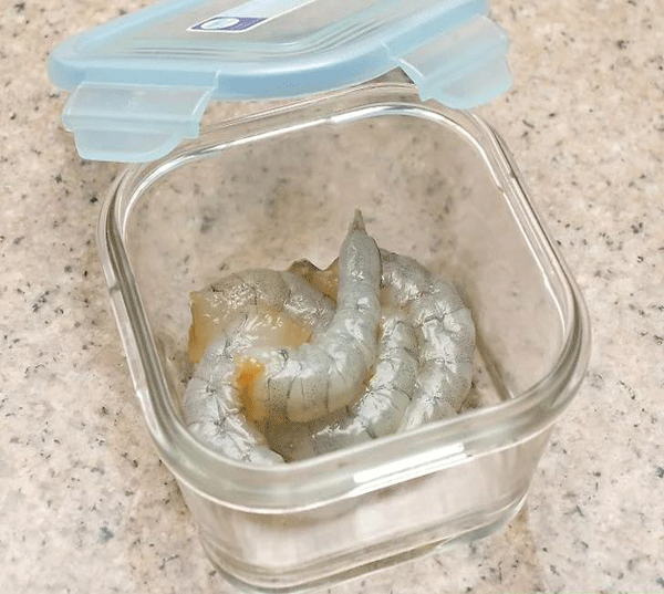Shrimp clean9 gif
